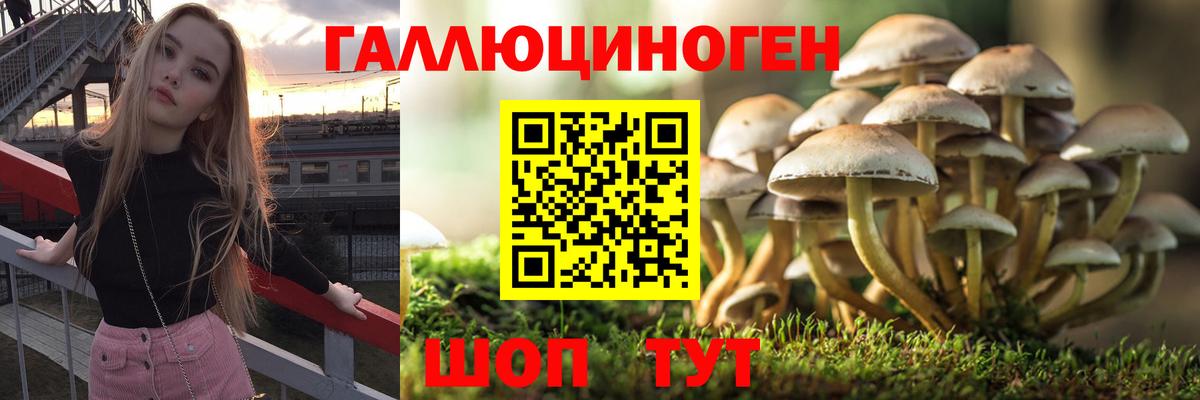 Галлюциногенные грибы Psilocybe Троицк